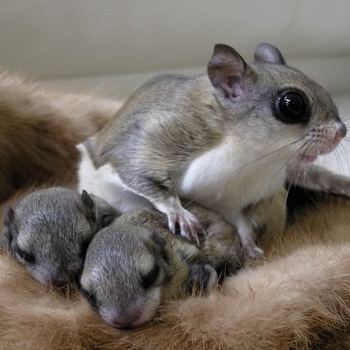 Sloth (USA-2) : Better Go Find Their Dipeys!